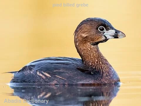 pied billed grebe